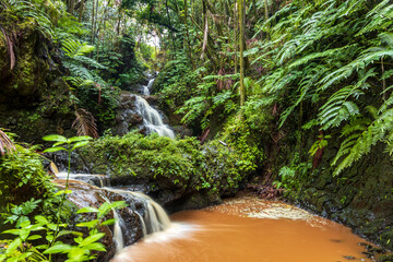 Creek cascade in the tropical rainforest on Big Island, Hawaii