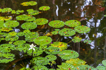 Green Floating Water Lily Lotus in the tropical rainforest on Big Island, Hawaii