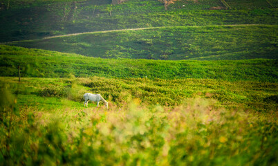 Horse in the green field eating grass, white horse grazing in the field