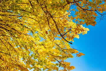 autumn colors in Chianti in the Province of Siena