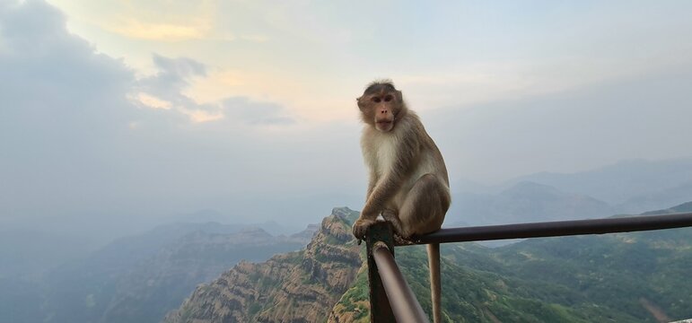 Asian monkey of India sitting on the edge of a cliff with a curious expression.