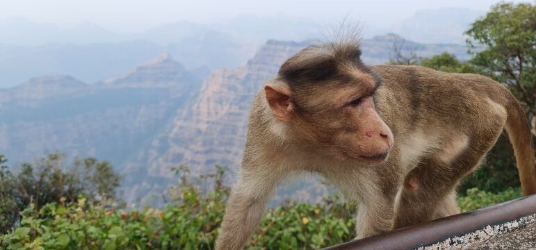 Asian monkey of India sitting on the edge of a cliff with a curious expression.