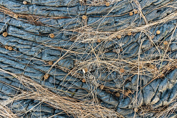 Lava background on Paradise Cliffs, Hilo, Big Island, Hawaii. The smooth, undulating surface of frozen pahoehoe lava