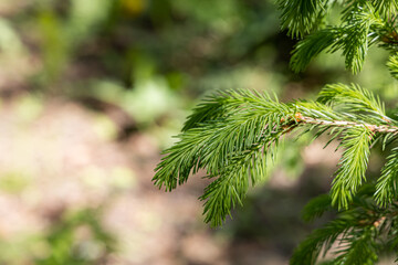 Branch of green fir tree with young needles is on a green background for Christmas decoration