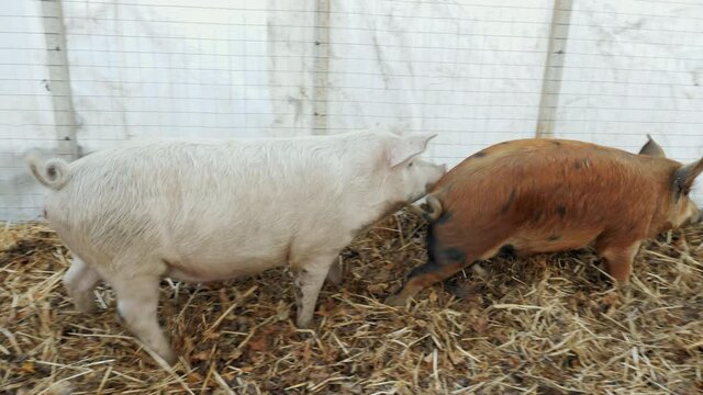 Two pigs copulate on a free-range pig farm. Breeding of purebred pigs and organic meat