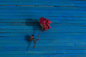 Fototapeta na wymiar Dried flower on a blue background of trees.