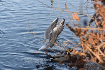 heron in the water