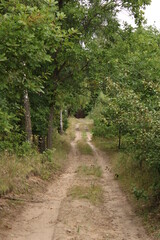 Forest road