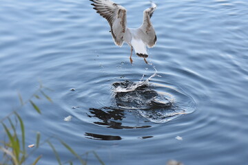 heron in flight