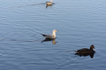 ducks on the water