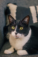 gata mirando atenta, gata negra con blanco