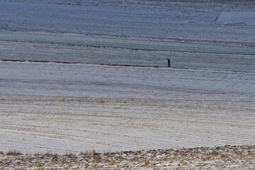 Samotny człowiek wędrujący przez pola zimą.