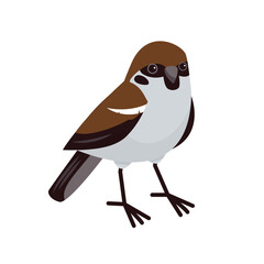Sparrow in cartoon style isolated on a white background. City birds. 