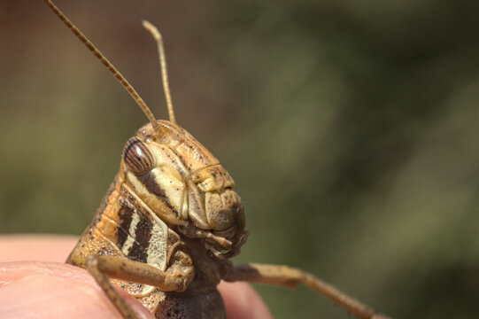 langosta, saltamontes  cigarr&oacute;n, chapul&iacute;n, tucura sostenida en la mano 