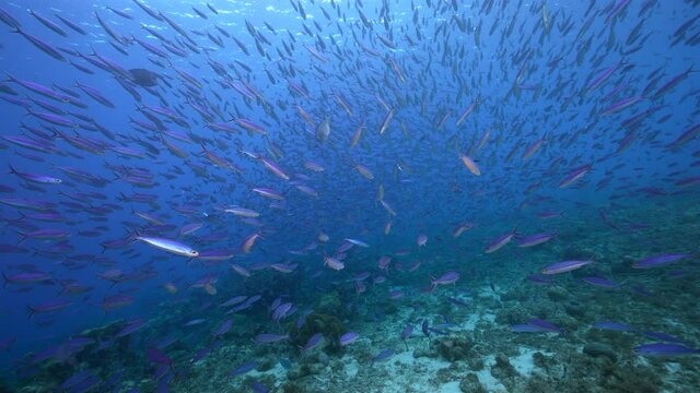 Seascape with School of Boga Fish in the coral reef of the Caribbean Sea, Curacao