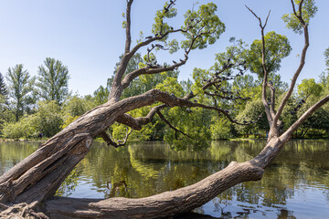 Group of brown willow trees with green fresh leaves and birds are by a pond on a blurred background in a park in spring