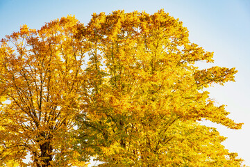 Fototapeta premium autumn colors in Chianti in the Province of Siena