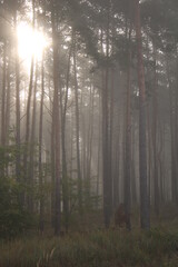 Sunrise in a misty forest.