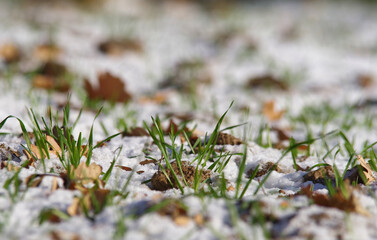 Zielona trawa zimową porą.
