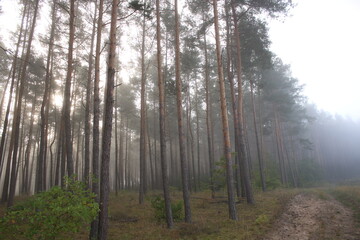 Sunrise in a misty forest.