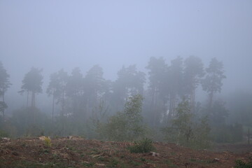 Obraz na płótnie Canvas Sunrise in a misty forest.