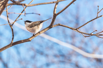 Bird willow tit (Poecile montanus) on a tree branch, in natural environment.