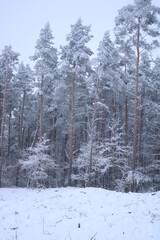 Snow-covered trees in the forest.