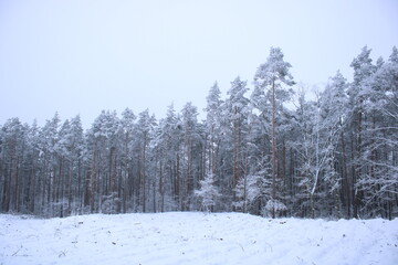 Fototapeta premium Snow-covered trees in the forest.
