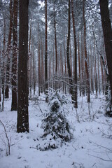 Snow-covered trees in the forest.