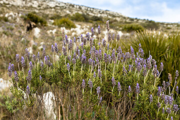 Wild purple lavender flowers growing in the mountain, Spain