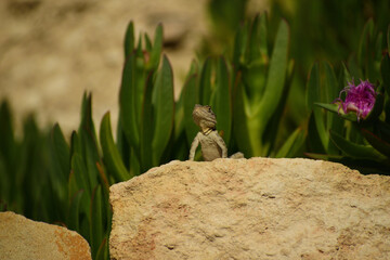 lizard