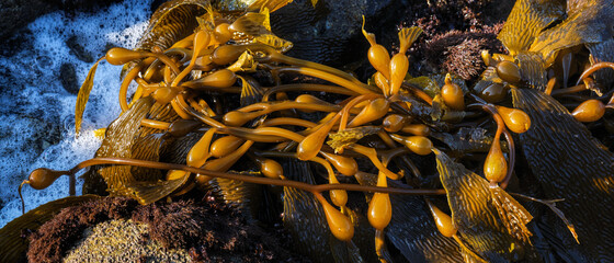 Kelp in the tide pools of Monterey Bay, California.
