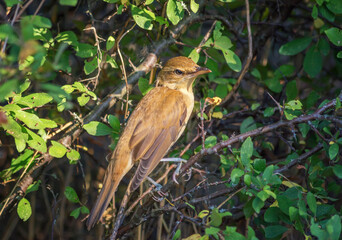 Nightingale - Luscinia megarhynchos also known as rufous nightingale, small passerine brown bird best known for its powerful and beautiful song.