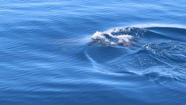 Common Dolphin In Atlantic Ocean, Azores Boat Tour. Whale Watching, Video In Slow Motion.