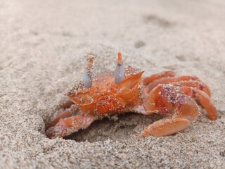 Crab