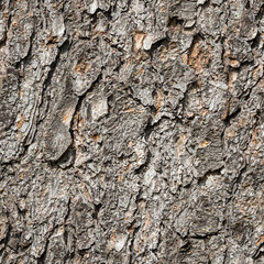 Seamless pattern of texture of brown bark of old tree with knots and cracks is in the photo