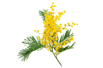 mimosa plant with round fluffy yellow flowers isolated on white,