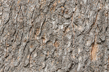 Texture of brown bark of old tree with knots and cracks is in the photo