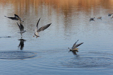 geese in flight