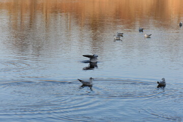 ducks on the lake