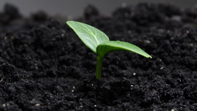 Growing plants in spring timelapse, sprouts germination newborn Cucumber plant in greenhouse agriculture