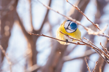 Cyanistes caeruleus, a bird on the branches.