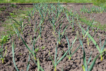 Green garlic plantation. Garlic plants in ground, seedlings, garlic leaves. Garden and beds