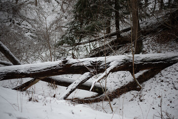 Brown fallen tree across two hills in forest covered in thin layer of white snow with yellow/brown grass and branches peeking through forest ground