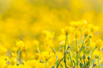 Campo di fiori gialli selvatici. Natura. Primavera. Estate. Fuori. Maggio. Italia. Vacanze - obrazy, fototapety, plakaty