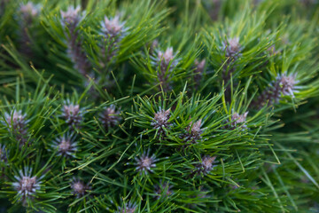Fir branches, background with fir branches. 