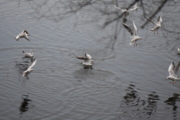 flock of seagulls
