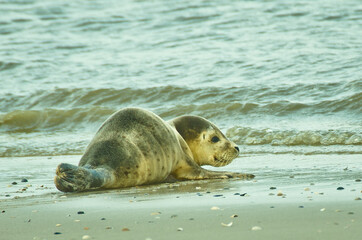 A single cute young seal laying at the beach