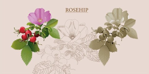 rosehip is a multicolored pharmacy plant useful red berries pink flowers