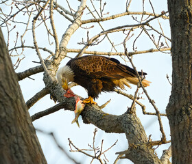 Eagle and fish